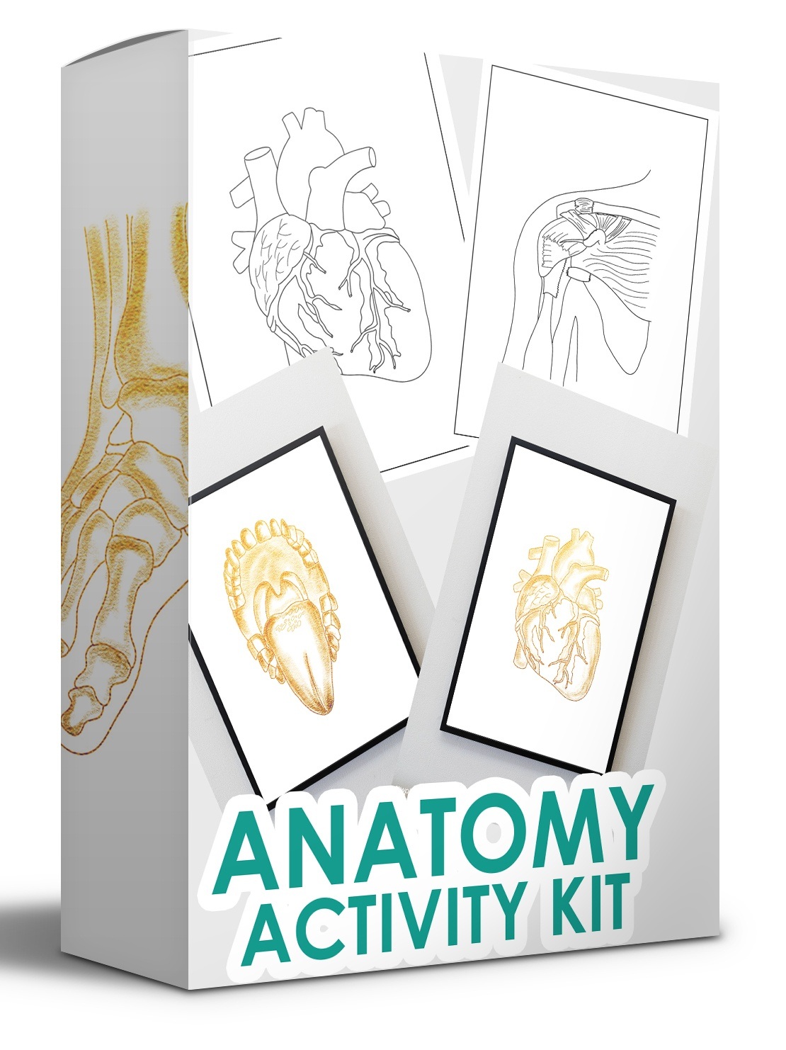 [GET] Anatomy Activity Kit – Coloring Book Free Download